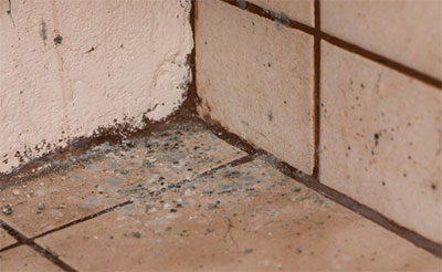 Mold Prevention Services